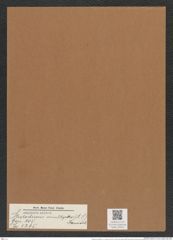 Stictodiscus multiplex (A. S.) JAnisch (de-Toni-Nr.: Genus 205, Species 5265) Zeichnungen Sammlung Grunow Mappe 05021 (Herbarium_W_Grunow_drawings_Folder_05021)